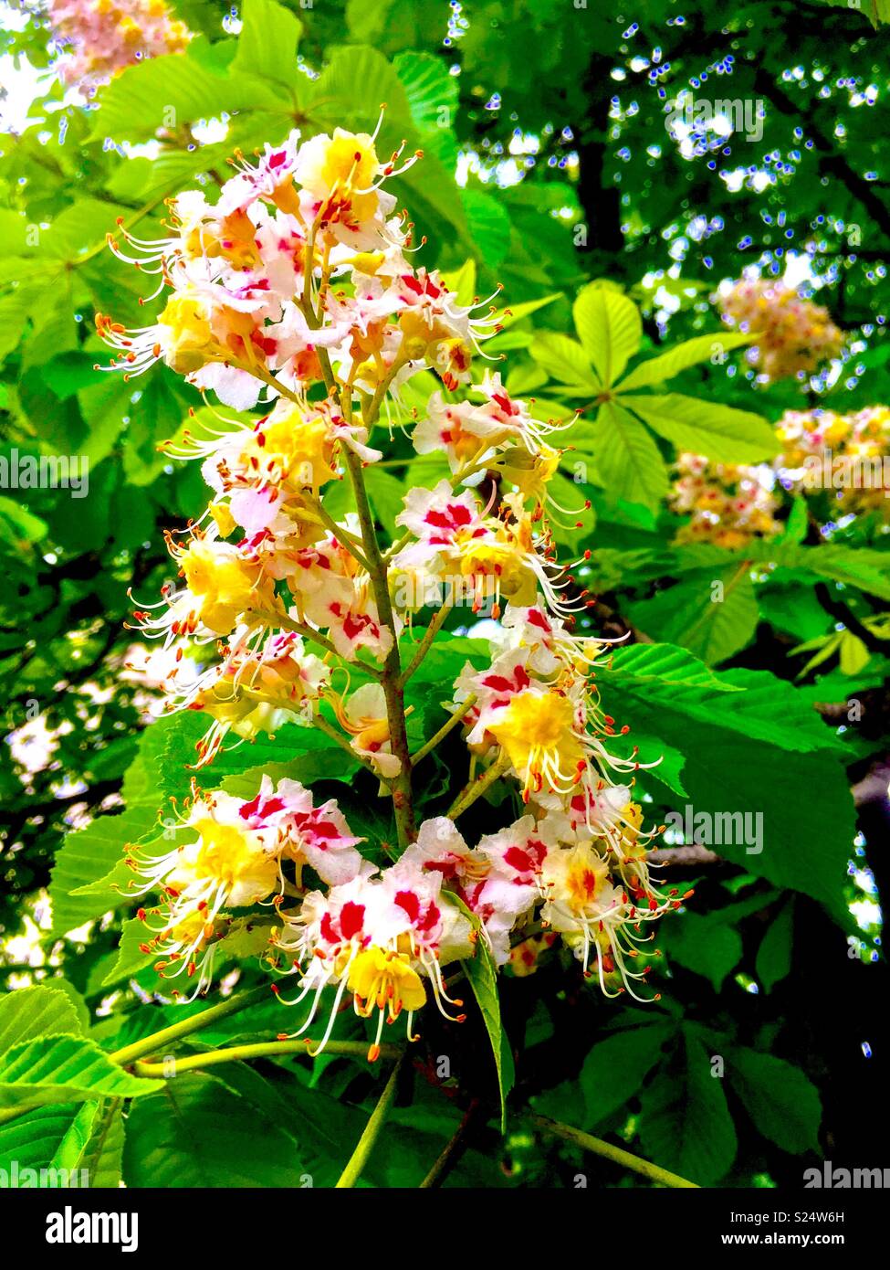 flowering of trees in spring - Smartphone Captured Stock Image