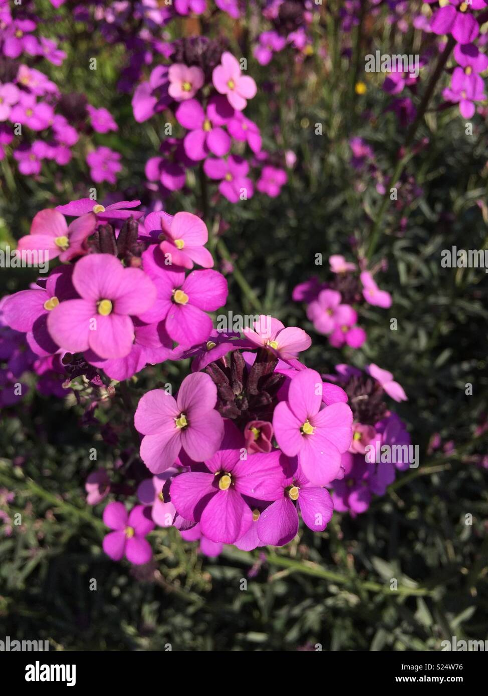 Purple wallflower Stock Photo