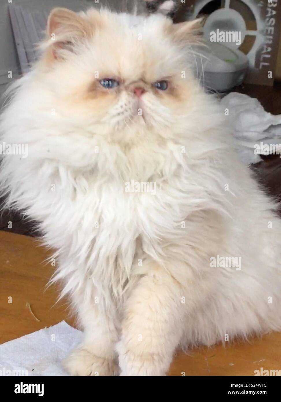 Himalayan white cat with paw up Stock Photo Alamy