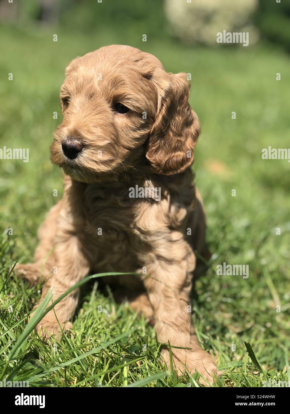 Cockerpoo Puppy Stock Photos & Cockerpoo Puppy Stock Images - Alamy