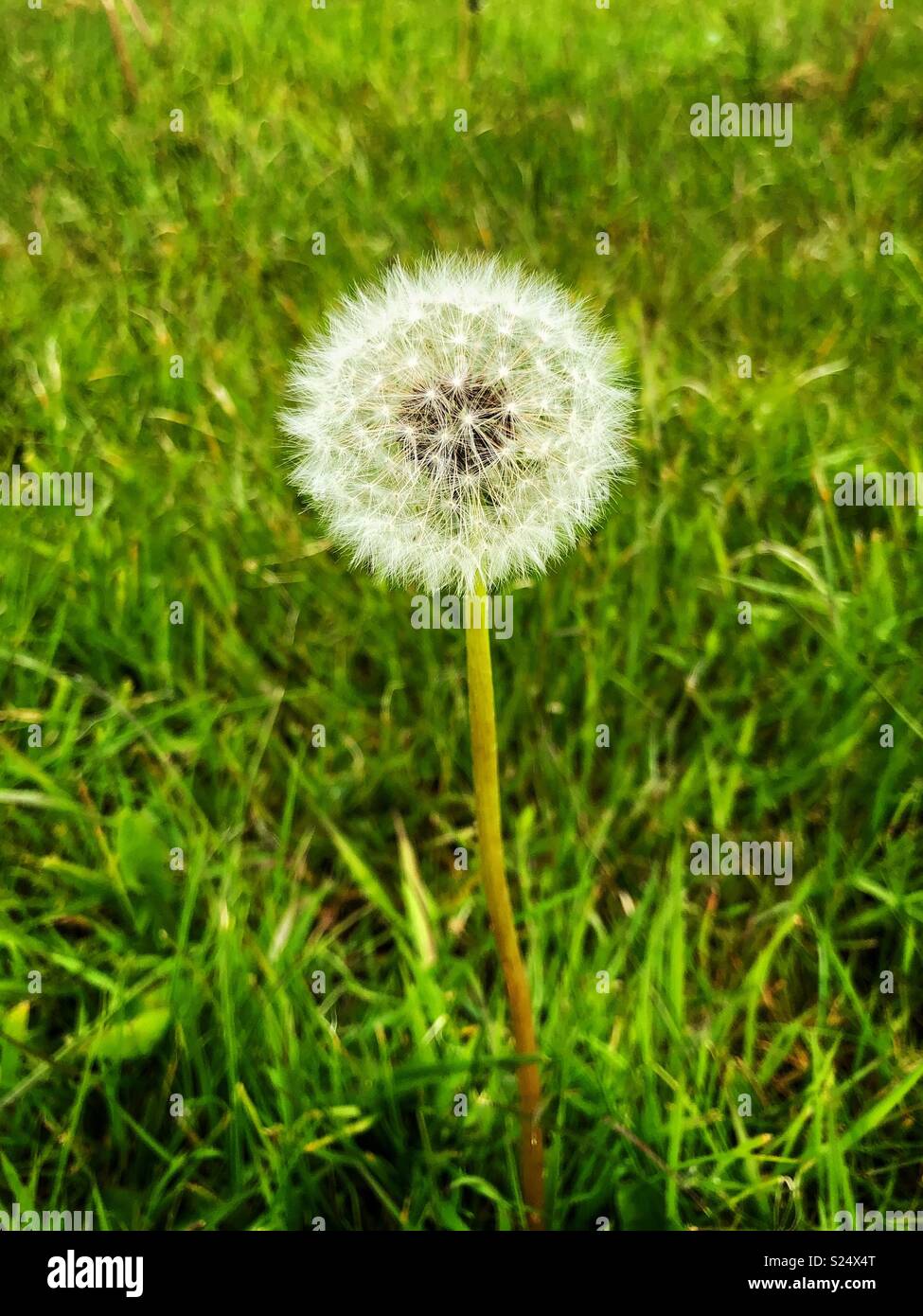 Dandelion waiting to blown away in the wind Stock Photo