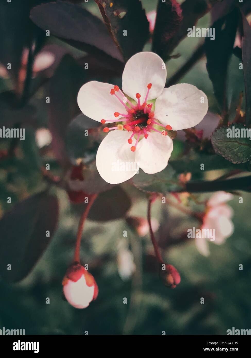 Cherry blossom flower hi-res stock photography and images - Alamy