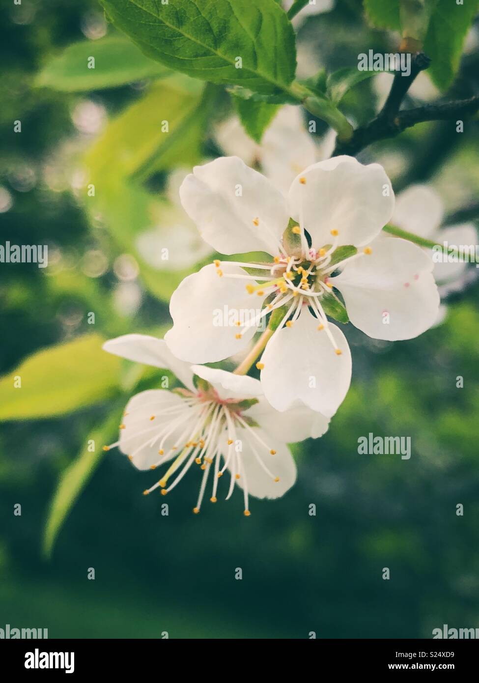 Closeup of two white Apple tree blossoms - Smartphone Captured Stock Image