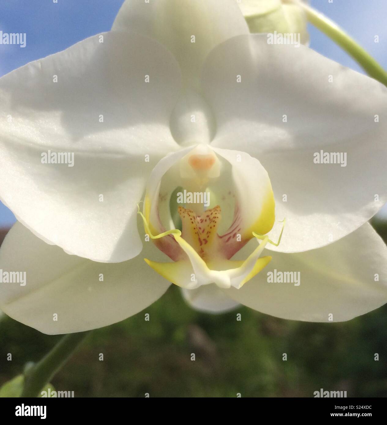 Newly opened orchid. - Smartphone Captured Stock Image