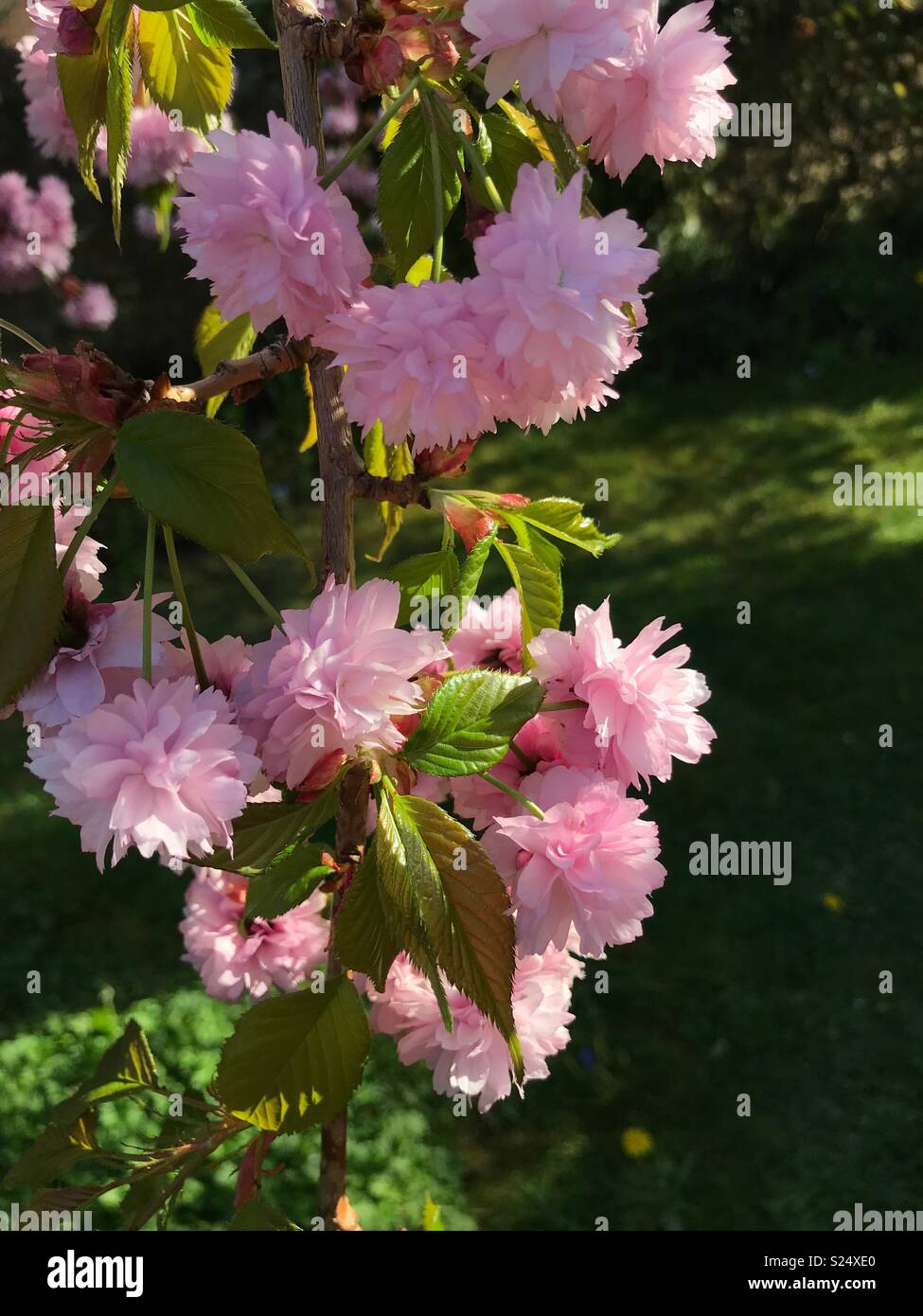 Weeping cherry tree blossom in an English cottage garden in Spring - Smartphone Captured Stock Image
