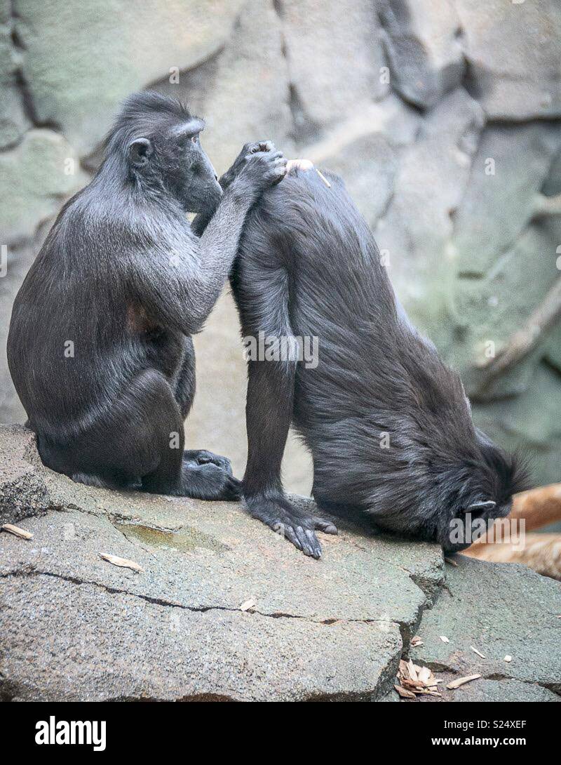 Cheeky monkeys Stock Photo