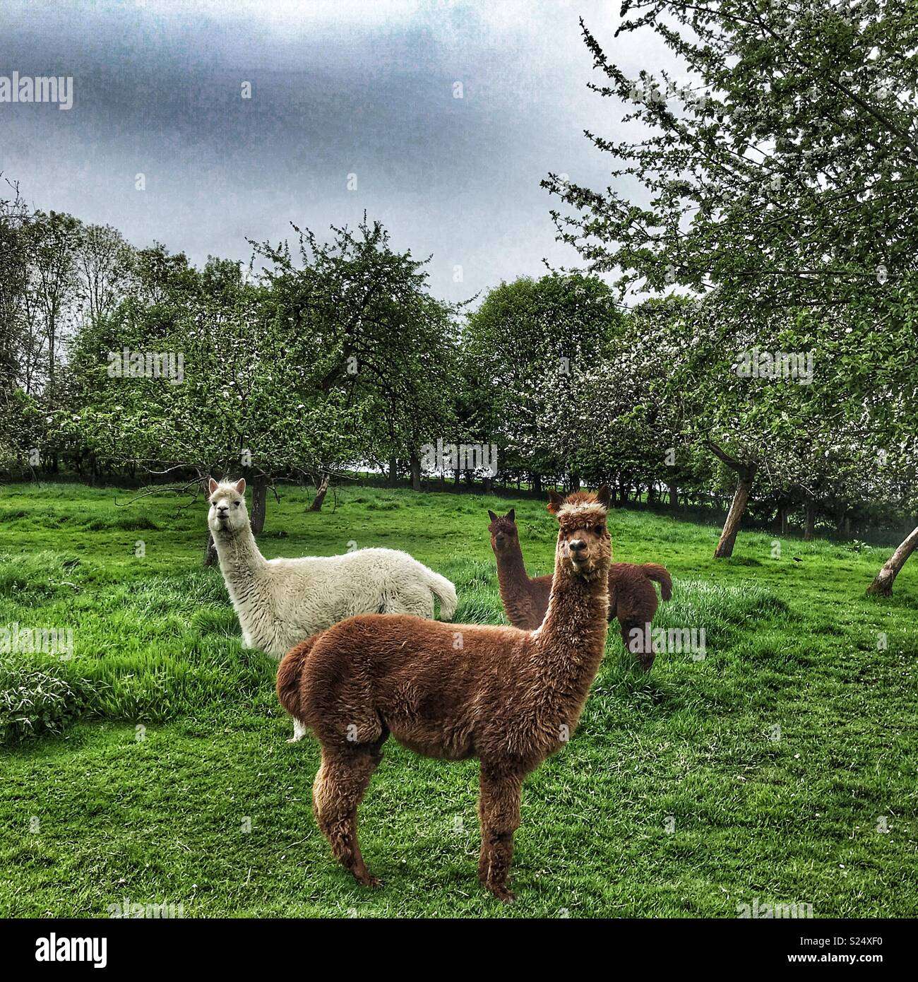 Alpacas kept as exotic pets, roaming free in an English apple orchard. Stock Photo