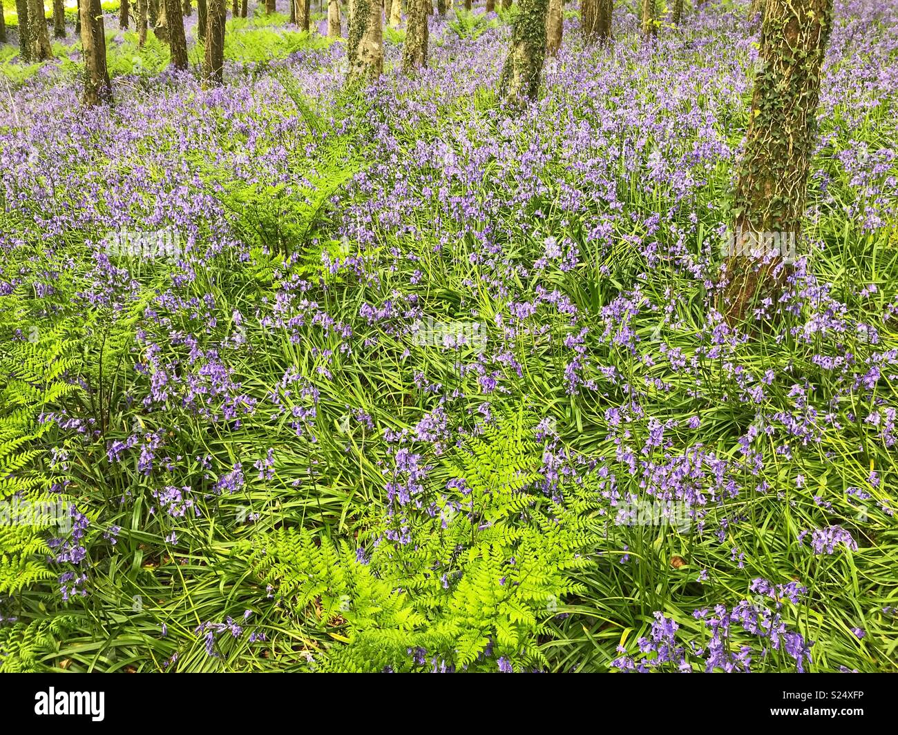 Bluebells and ferns in a wood in Springtime, Dorset, England Stock Photo