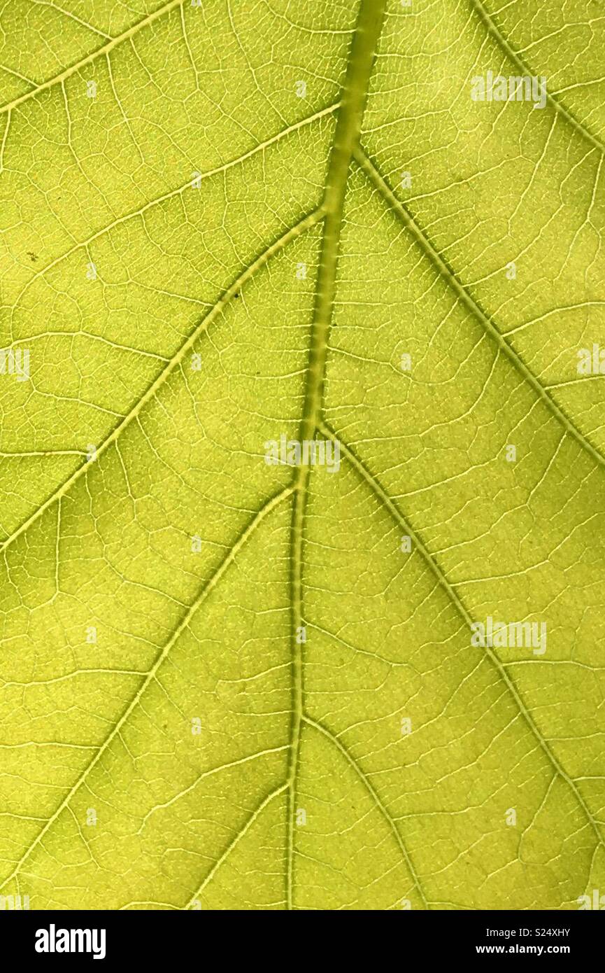 Leaf Veins - Smartphone Captured Stock Image