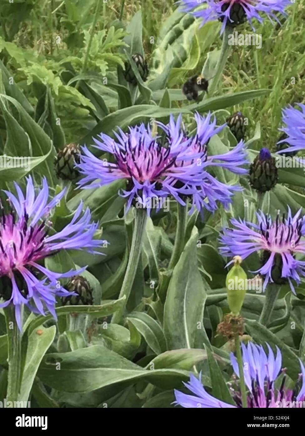 Bee taking flight from a blue Perennial Cornflower, Centaurea Montana Stock Photo
