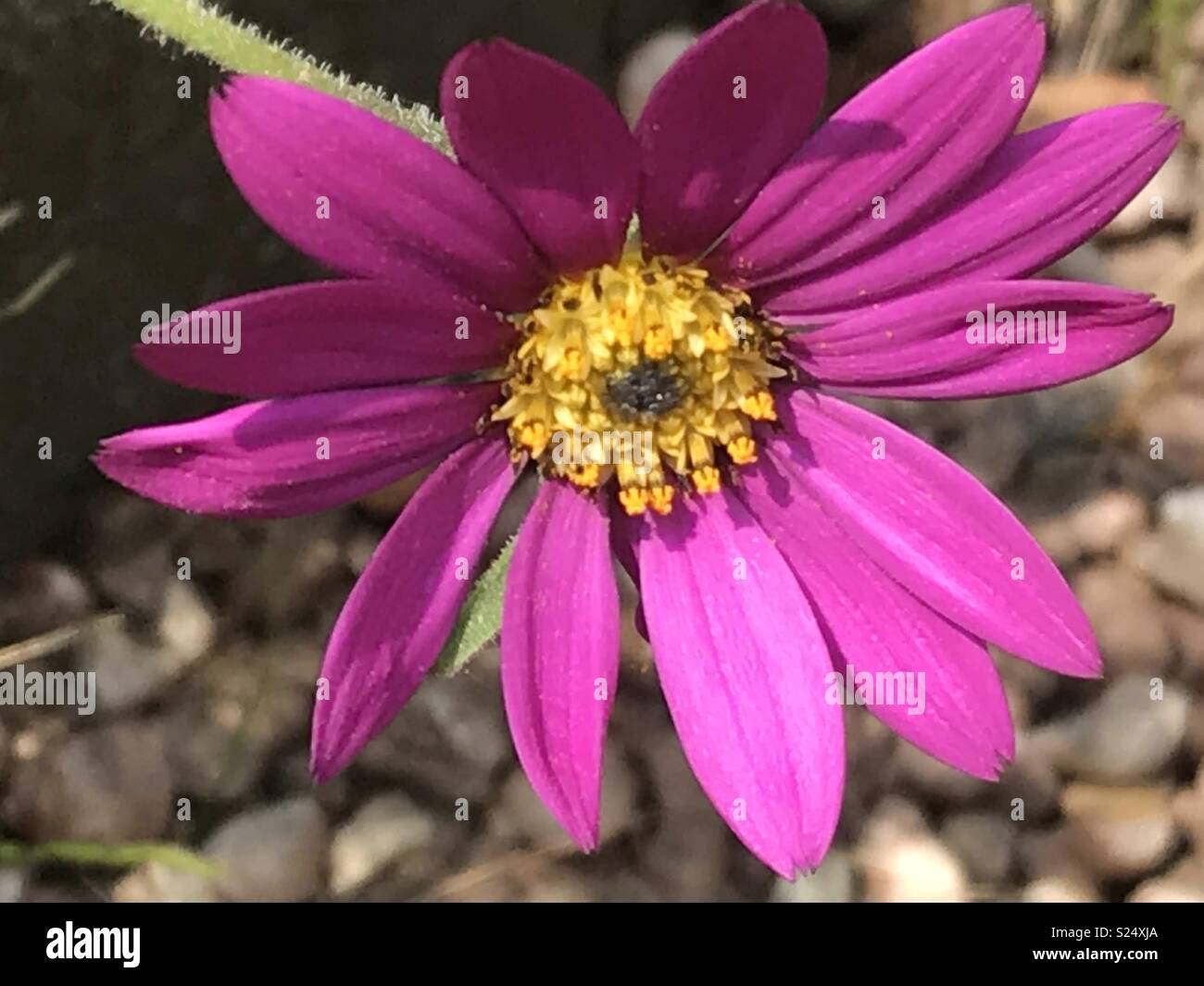 Osteospermum jucundum ‘Blackthorn Seedling’ Stock Photo