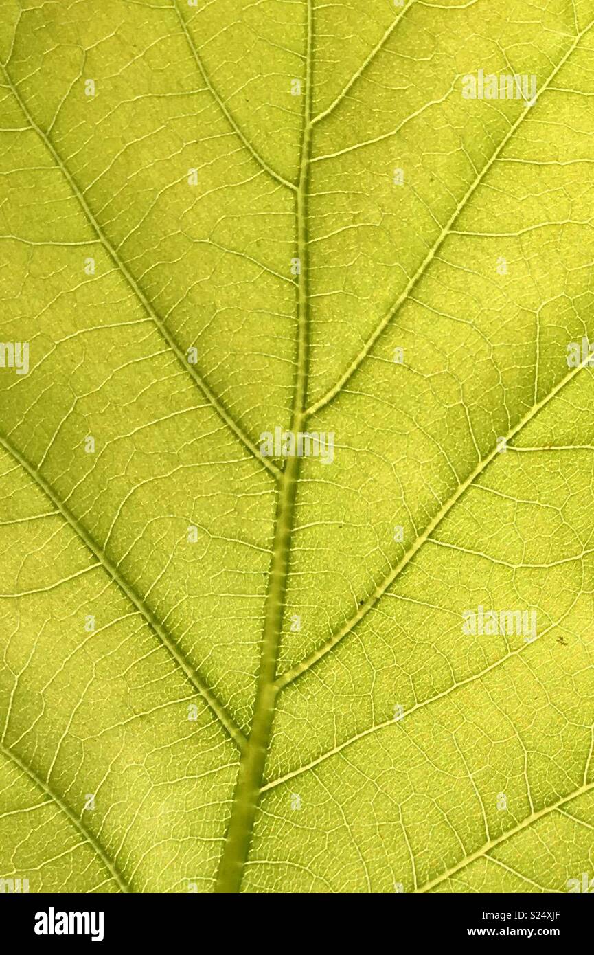 Leaf Veins 2 - Smartphone Captured Stock Image