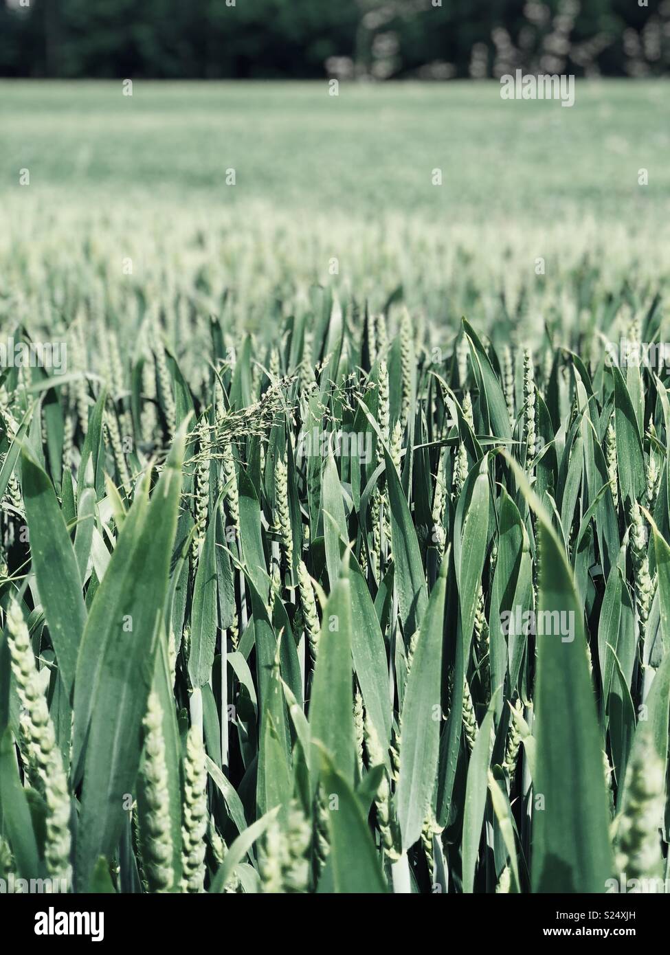 Corn growing in the fields Stock Photo Alamy