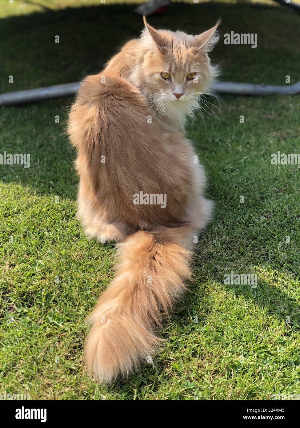 Moody Maine coon Stock Photo Alamy