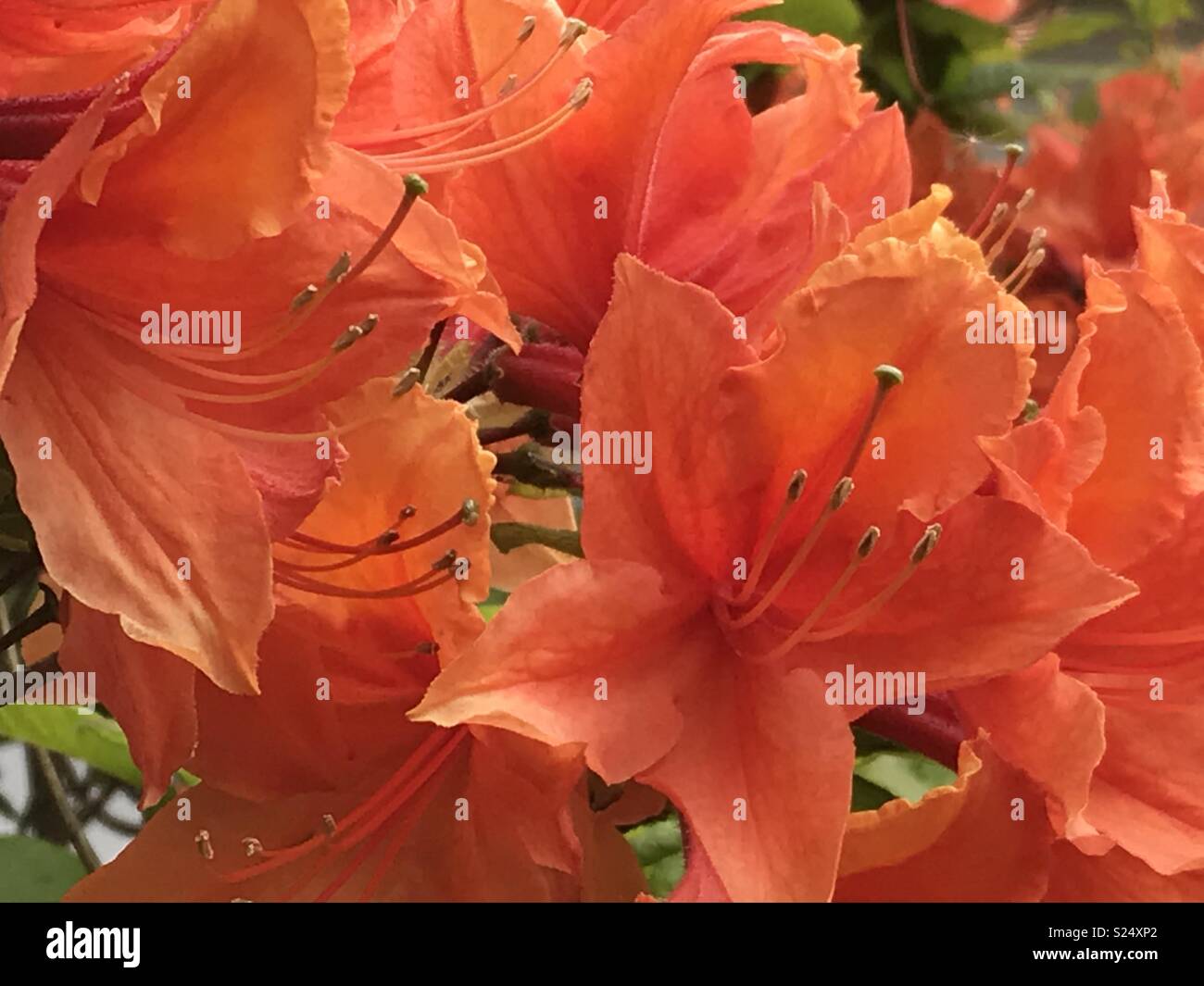 Vibrant Orange Azalea Mollis flowers Stock Photo