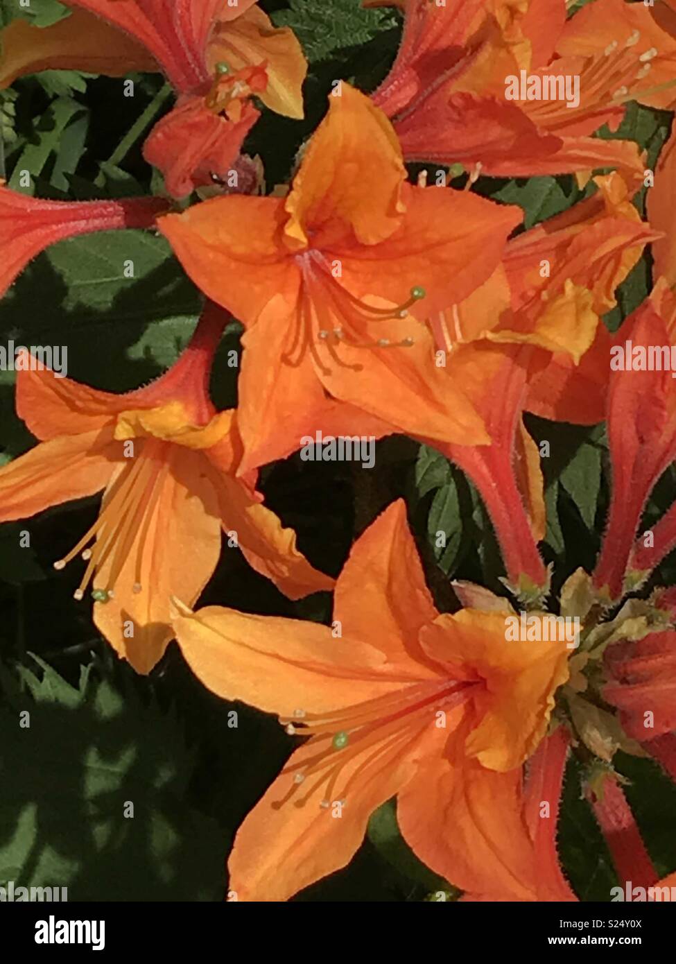 Vibrant orange Azalea Mollis flowers Stock Photo