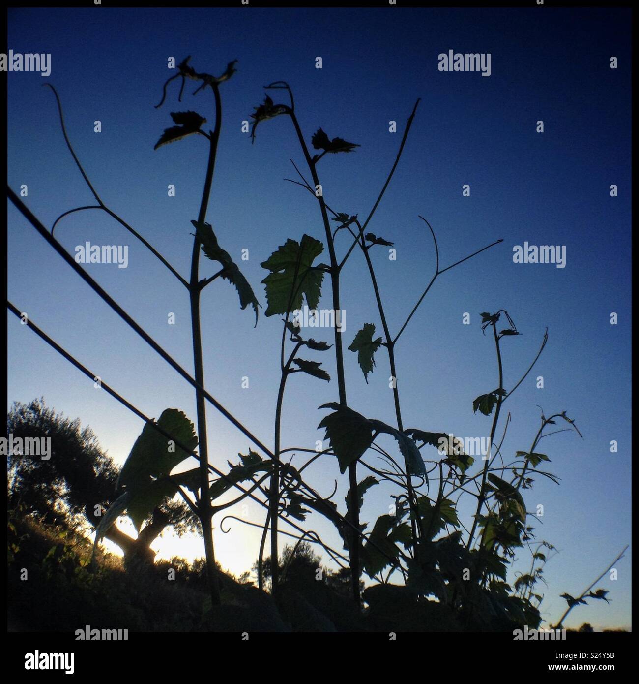 Syrah grapevine shoots pass through the top wire, Catalonia, Spain. - Smartphone Captured Stock Image