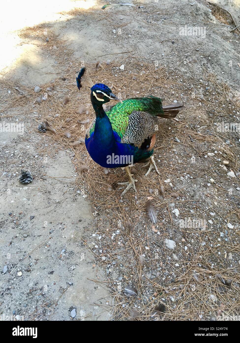 Wild peacock Stock Photo