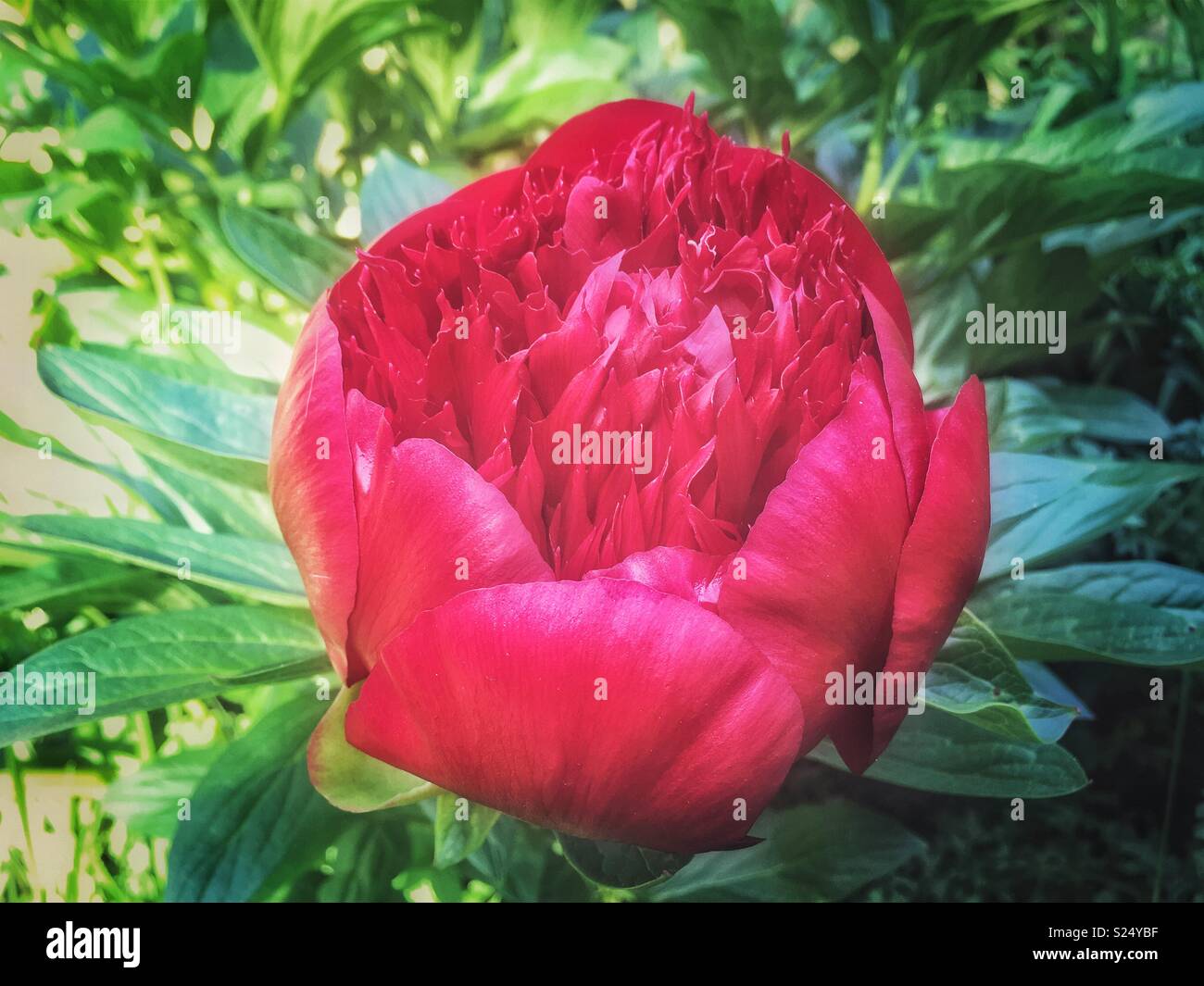 Red Peony - Smartphone Captured Stock Image