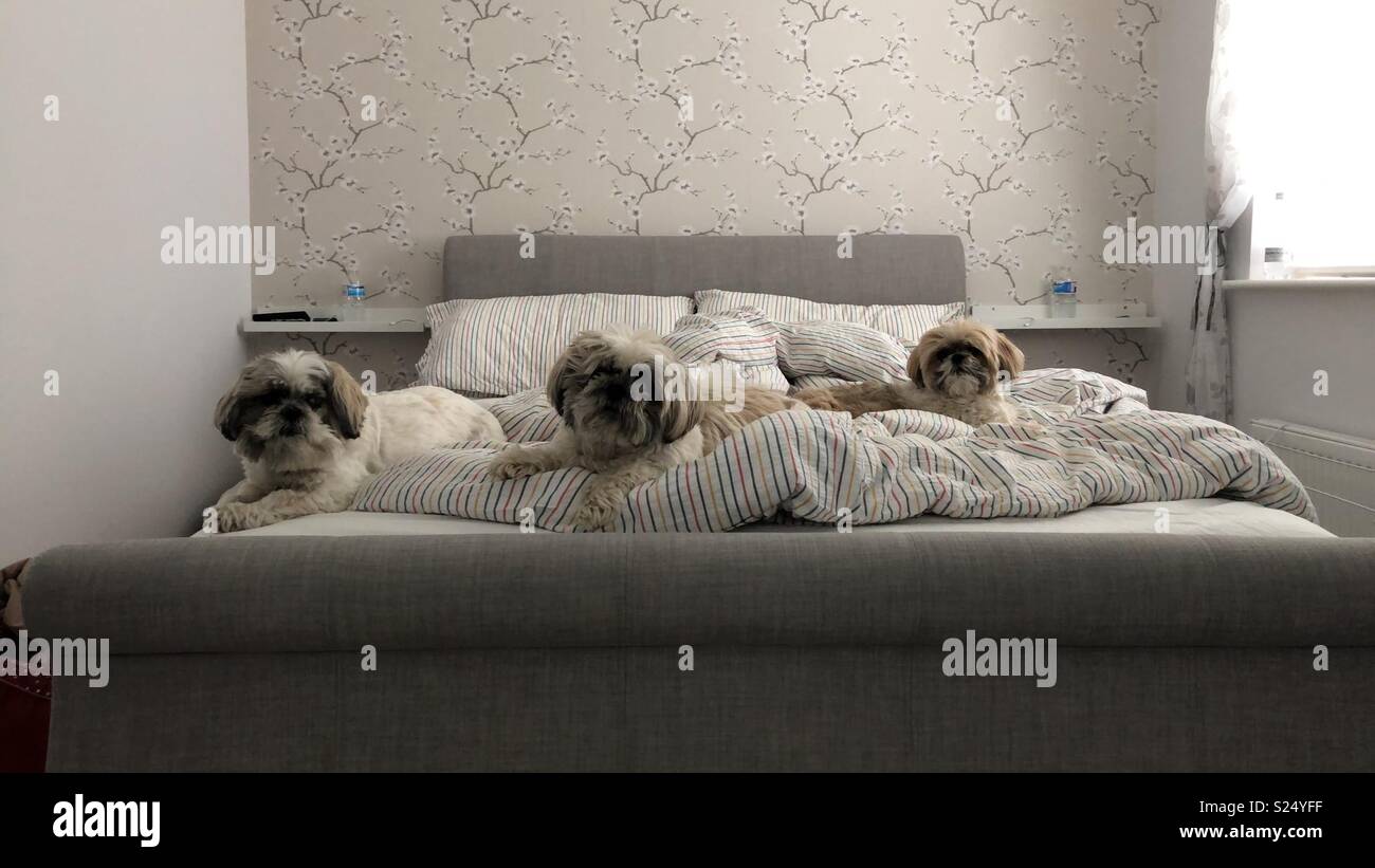 Three in a bed Stock Photo - Alamy