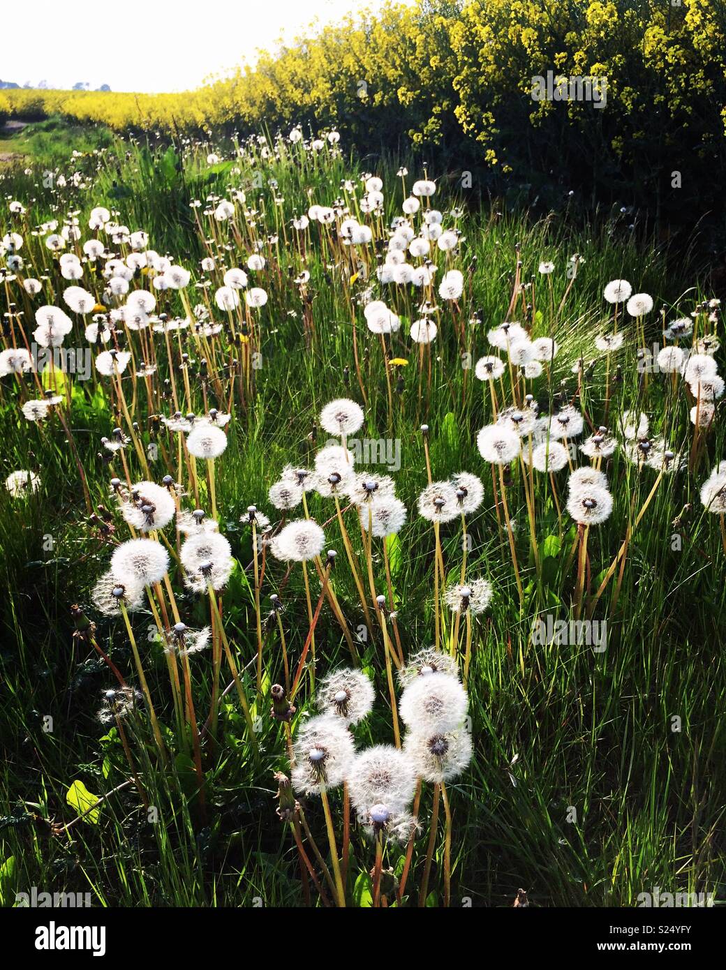 Dandelion clocks Stock Photo