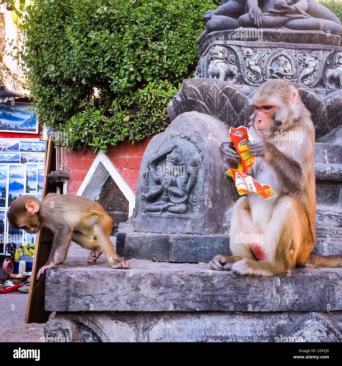 Monkeys at Swayambhunath Temple, Kathmandu, Nepal Stock Photo Alamy