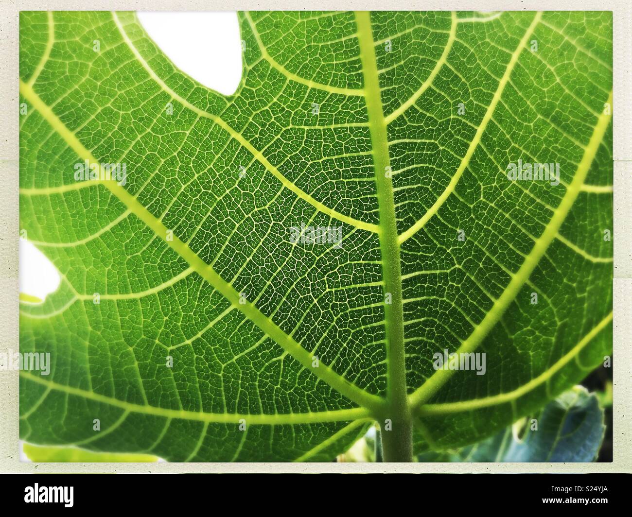 Underside of fig leaf with veins pattern Stock Photo