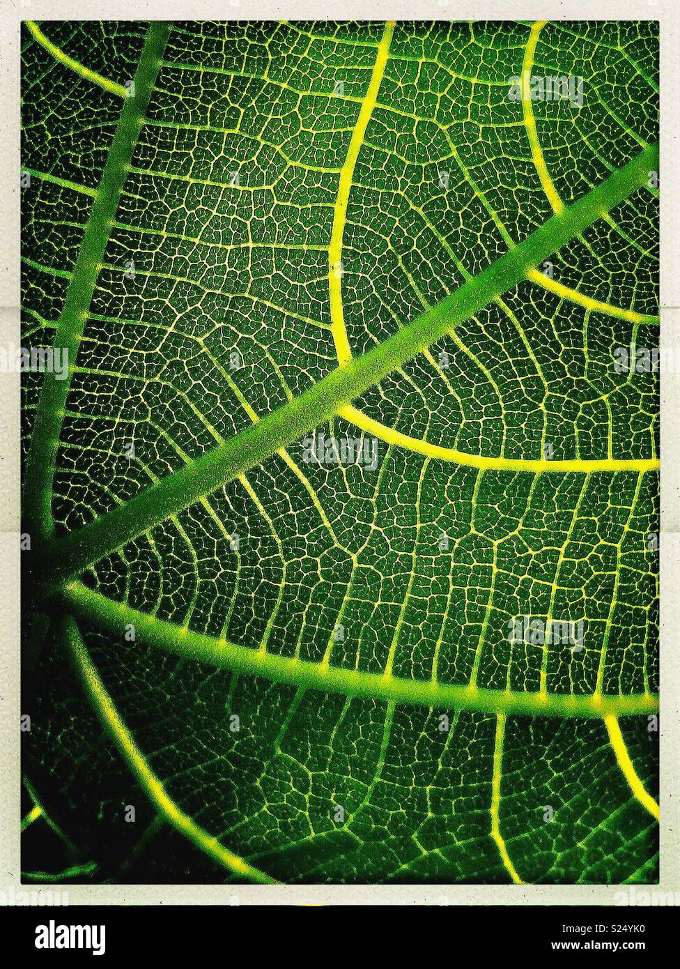 Underside of fig leaf with veins pattern - Smartphone Captured Stock Image