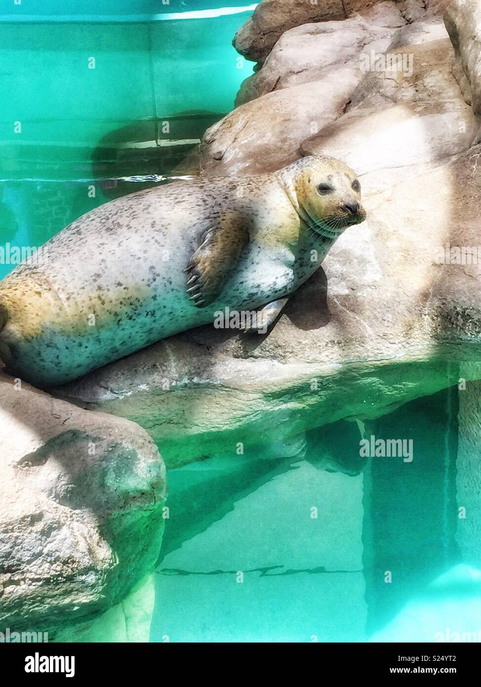 Sassy sea lion lounging on rock and winking Stock Photo