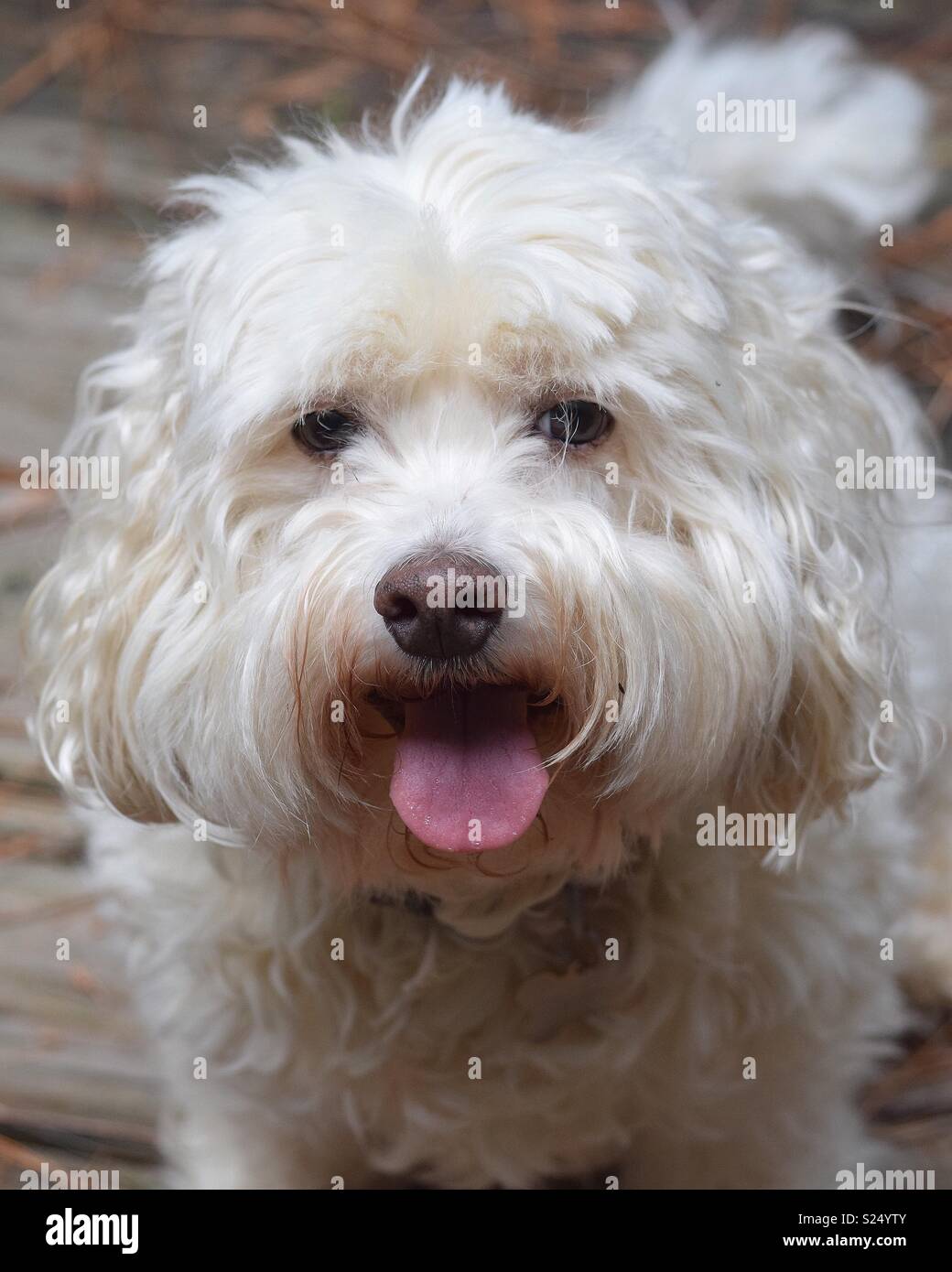 bichon cocker mix