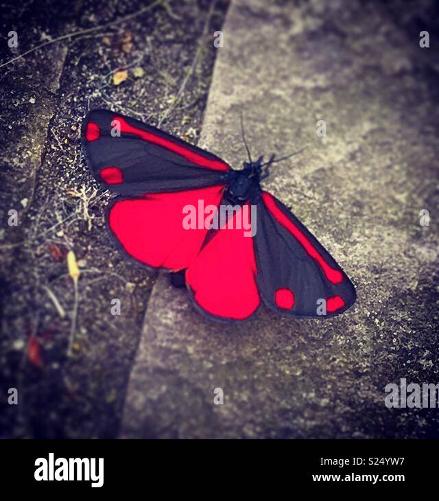 Red and black butterfly hi-res stock photography and images - Alamy