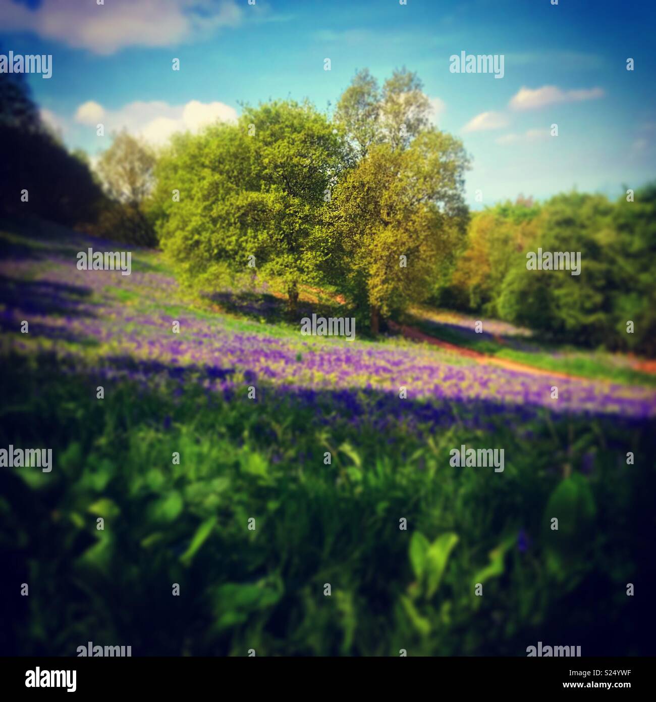 Field of Bluebells at Clent Hills Stock Photo