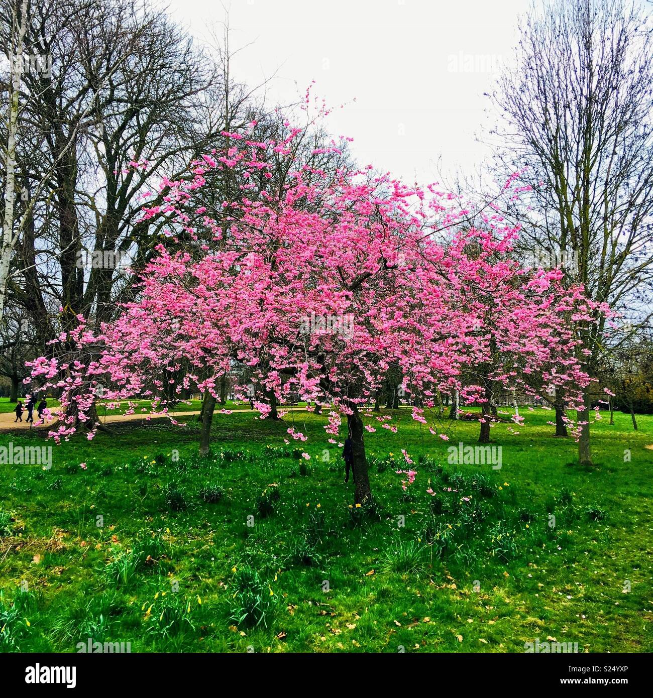 Cherry blossom in London Stock Photo - Alamy