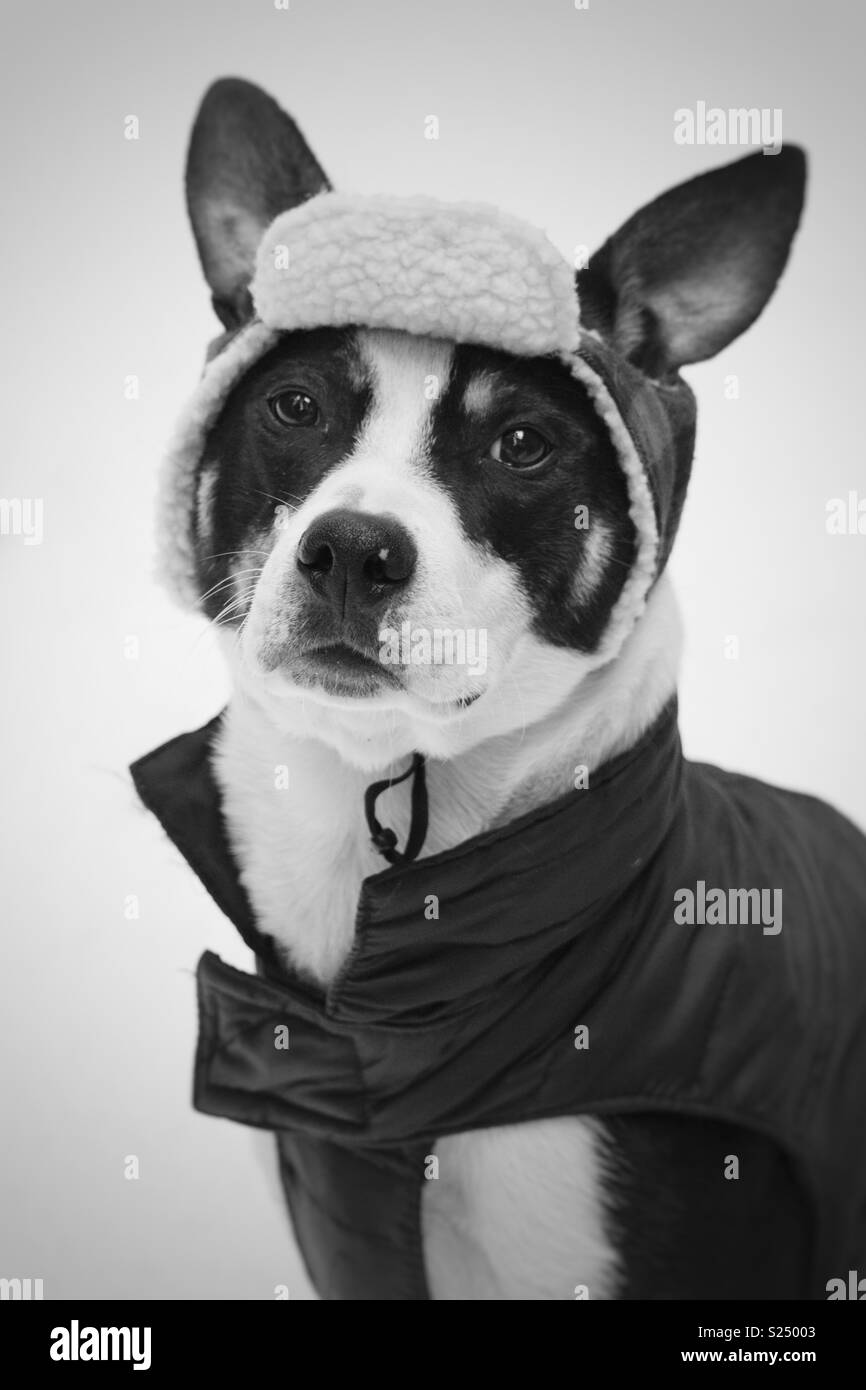 Adorable black and white portrait of a dog with pointy wearing a flannel cap and a parka. Stock Photo