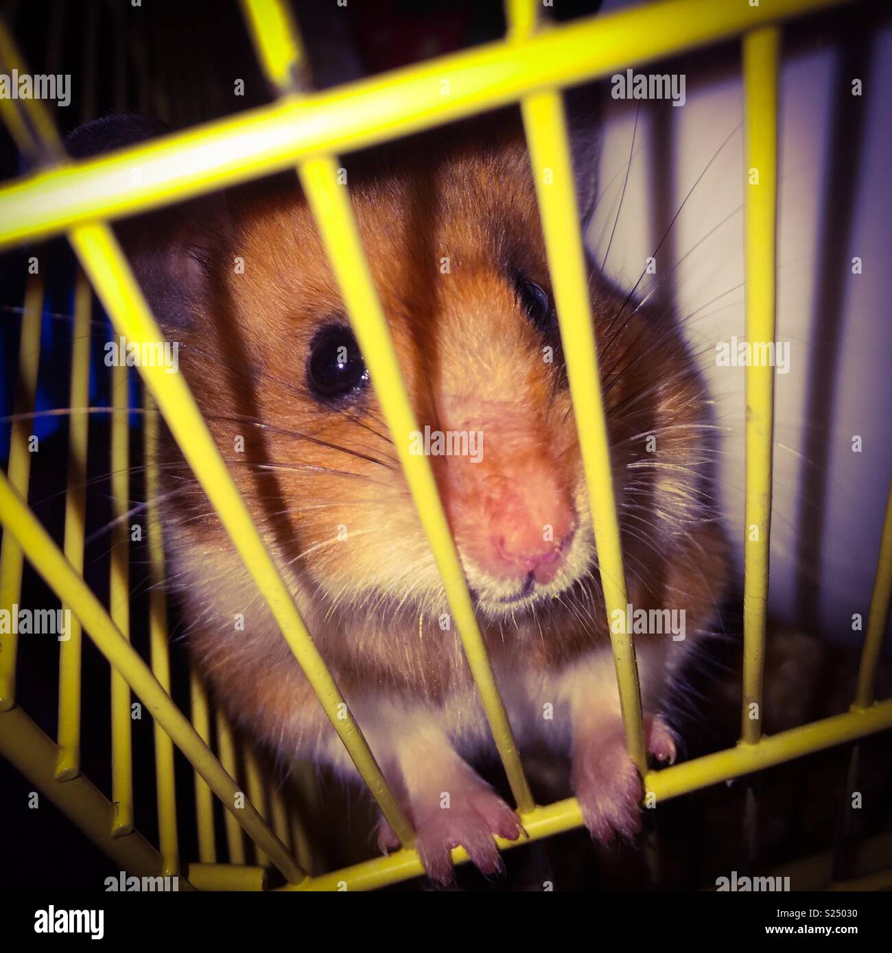 Hamster cage hires stock photography and images Alamy