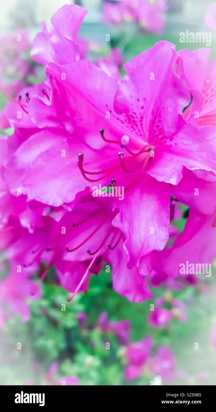 Pink azaleas in bloom Stock Photo