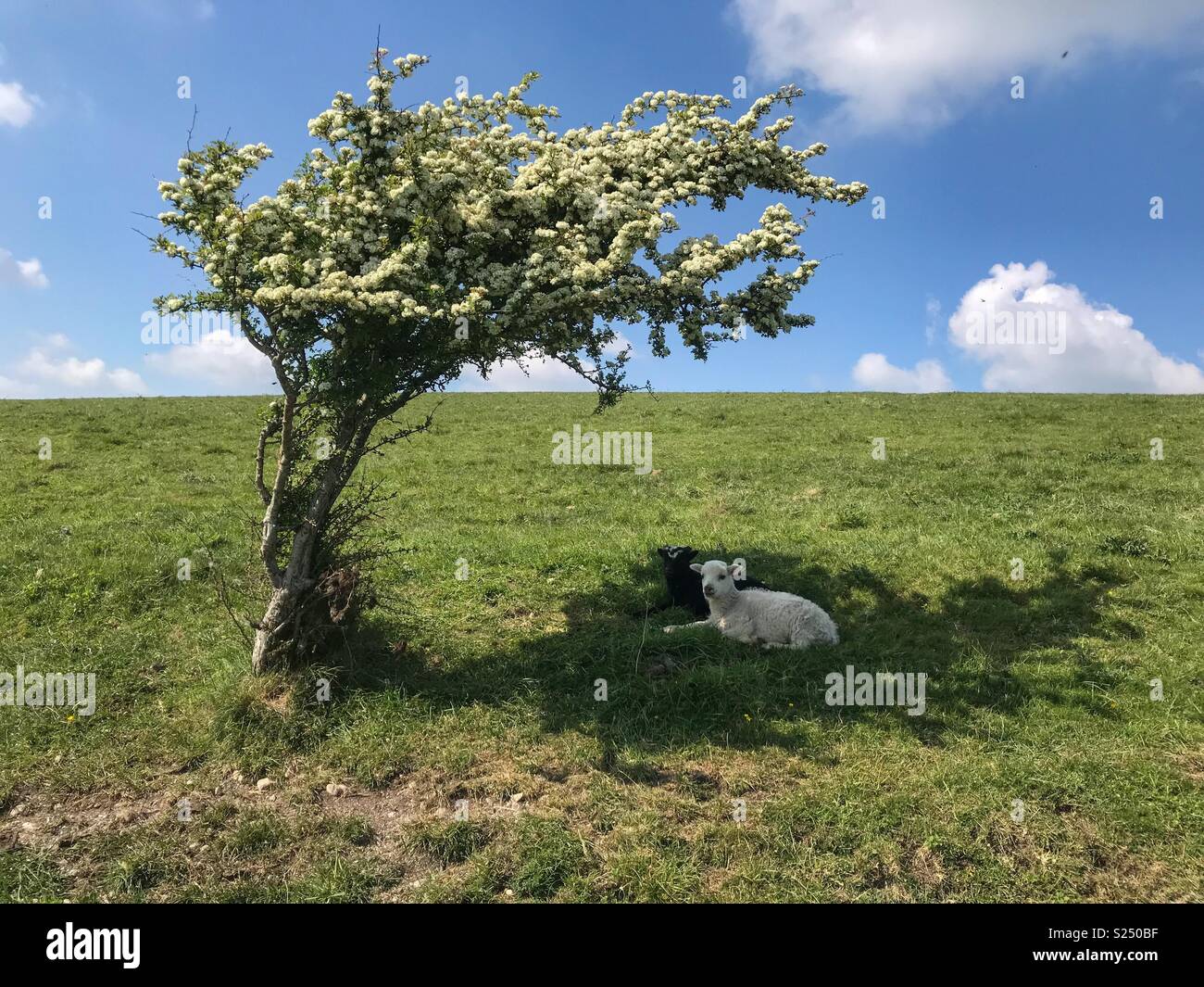 Two lambs taking shade under a tree Stock Photo