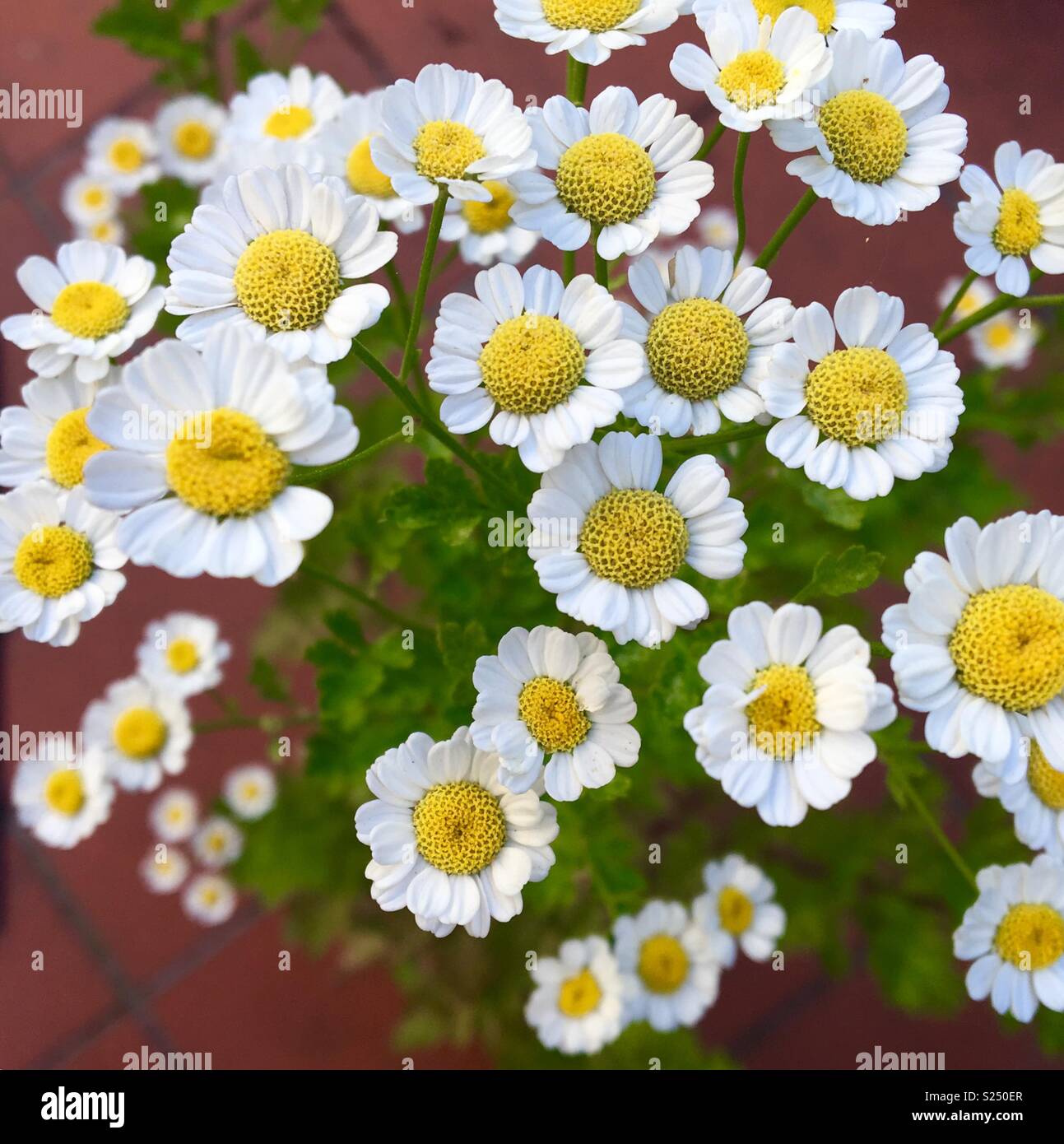 Feverfew flowers hires stock photography and images Alamy
