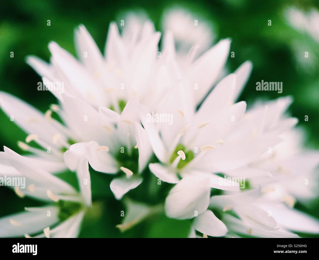 Macro photograph of white wild garlic flowers, also known as ramps, in an English garden. Stock Photo