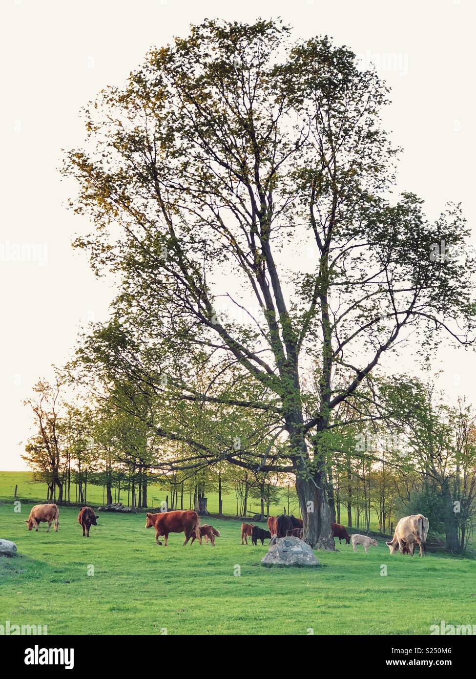 Cows in green grass hi-res stock photography and images - Alamy
