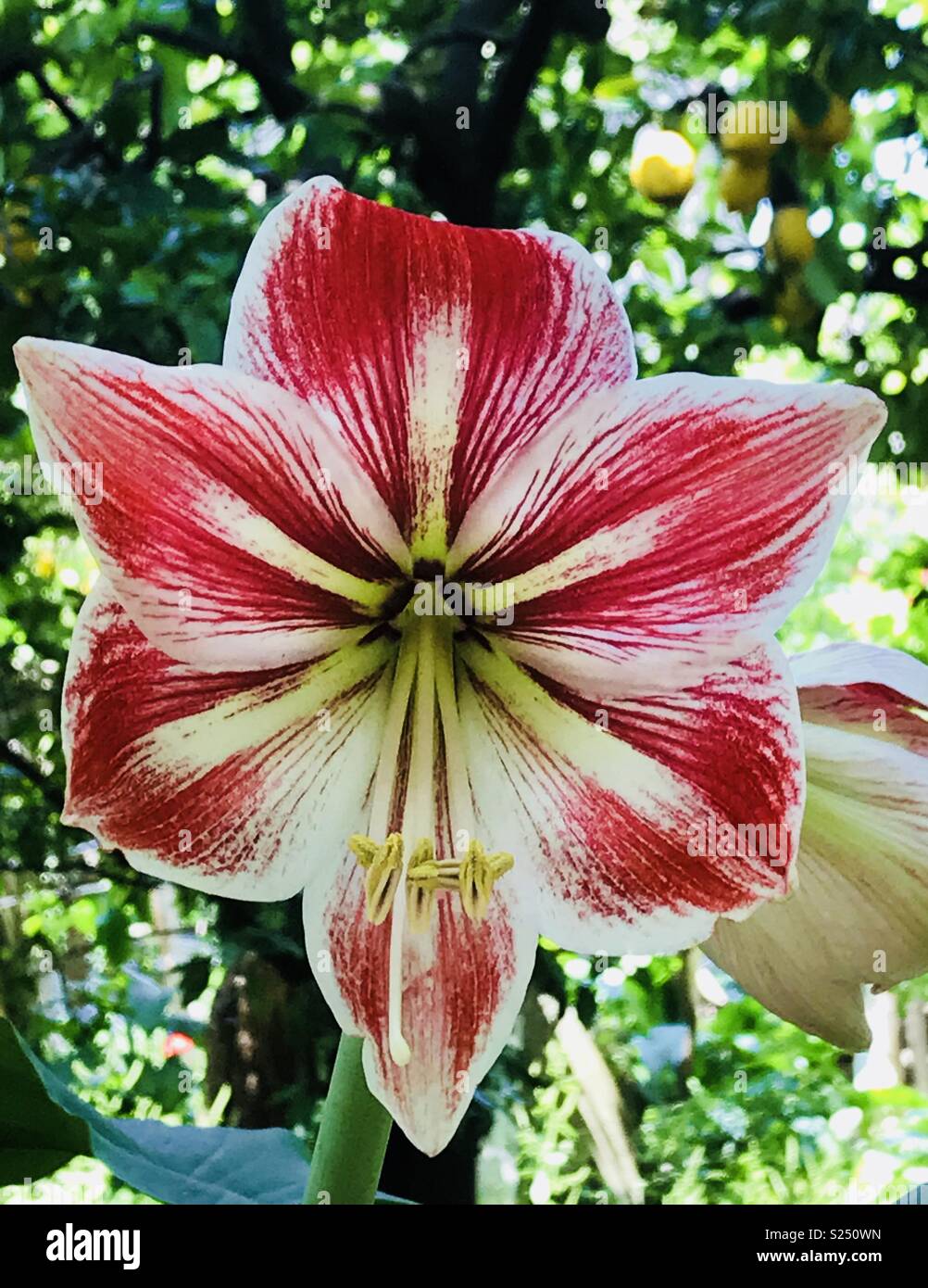 Pink and white flower in a lemon orchard in Sorrento, Italy - Smartphone Captured Stock Image