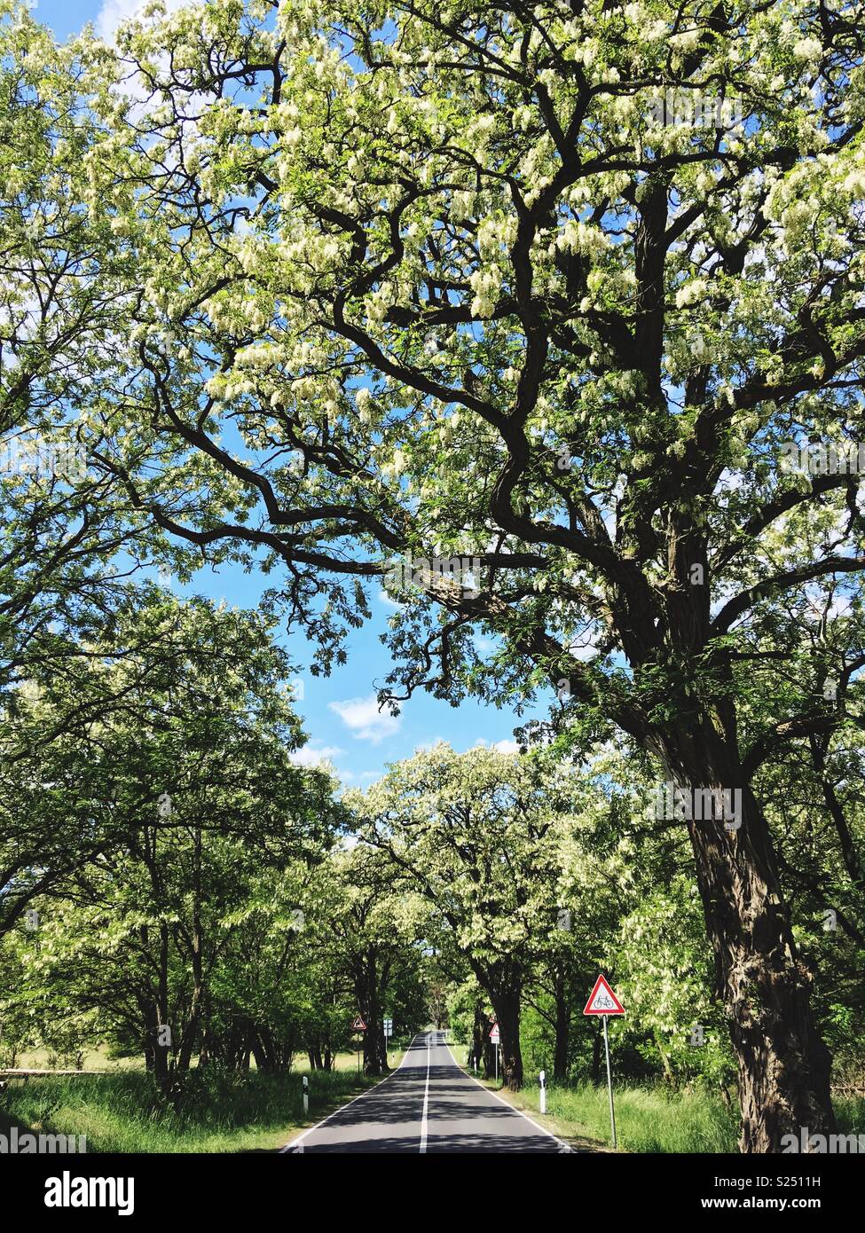 A locust Tree lined road in the area of Neustrelitz, Mecklenburg-Vorpommern, Germany - Smartphone Captured Stock Image