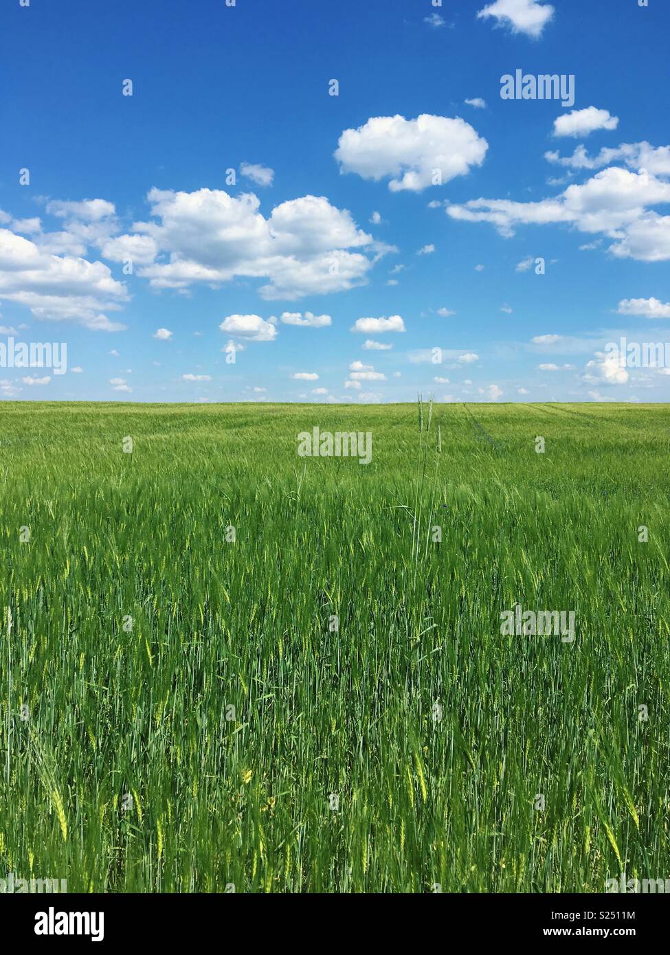 A cornfield of fresh young wheat in Mecklenburg-Vorpommern, Germany - Smartphone Captured Stock Image
