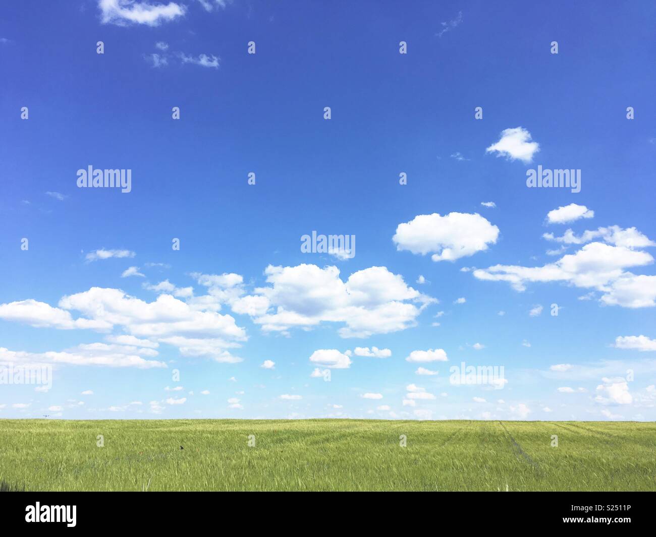 A Cornfield of fresh young wheat between Mirow and Neustrelitz, Mecklenburg-Vorpommern, Germany - Smartphone Captured Stock Image