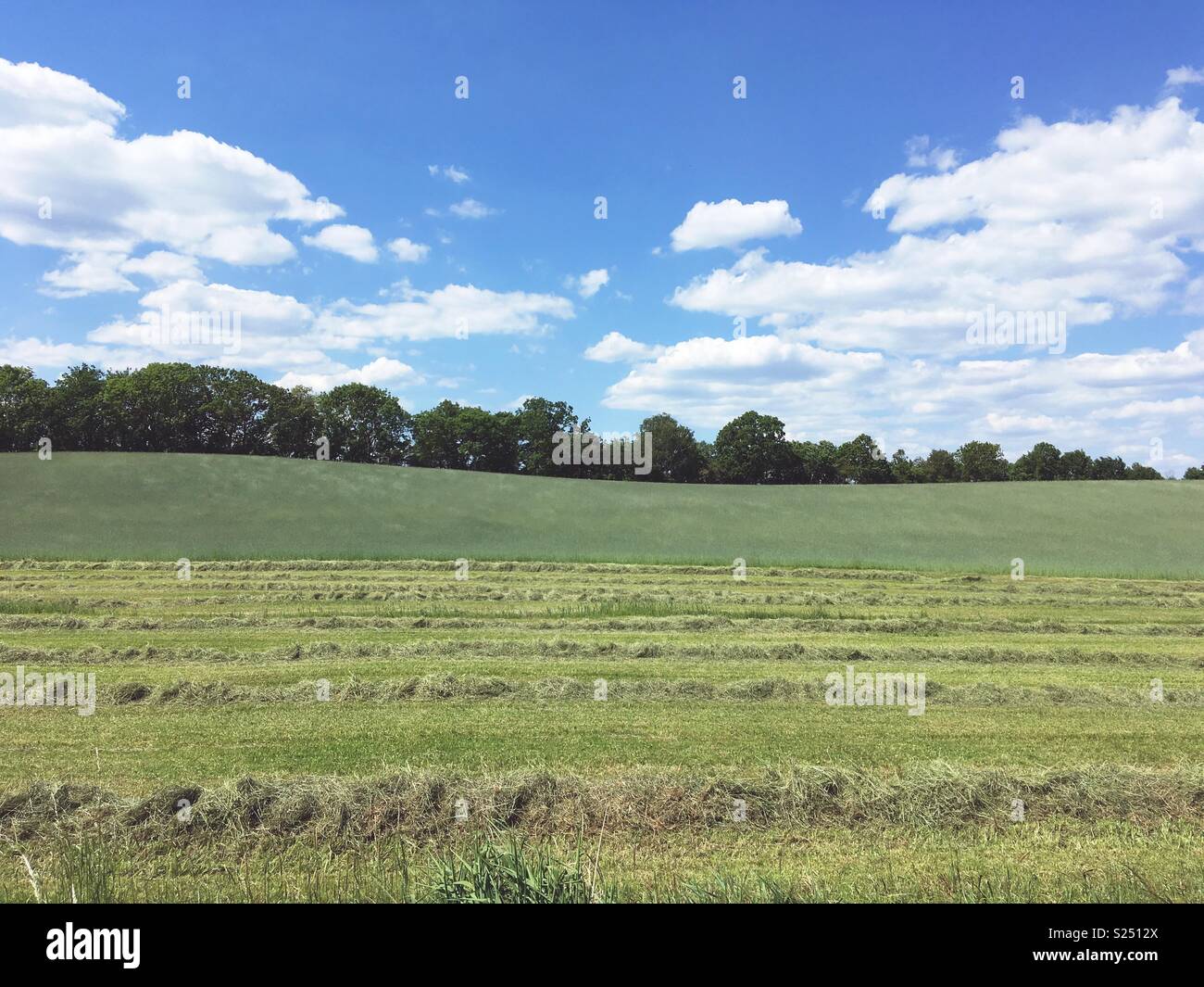 Field with drying hay in Mecklenburg-Vorpommern, Germany - Smartphone Captured Stock Image
