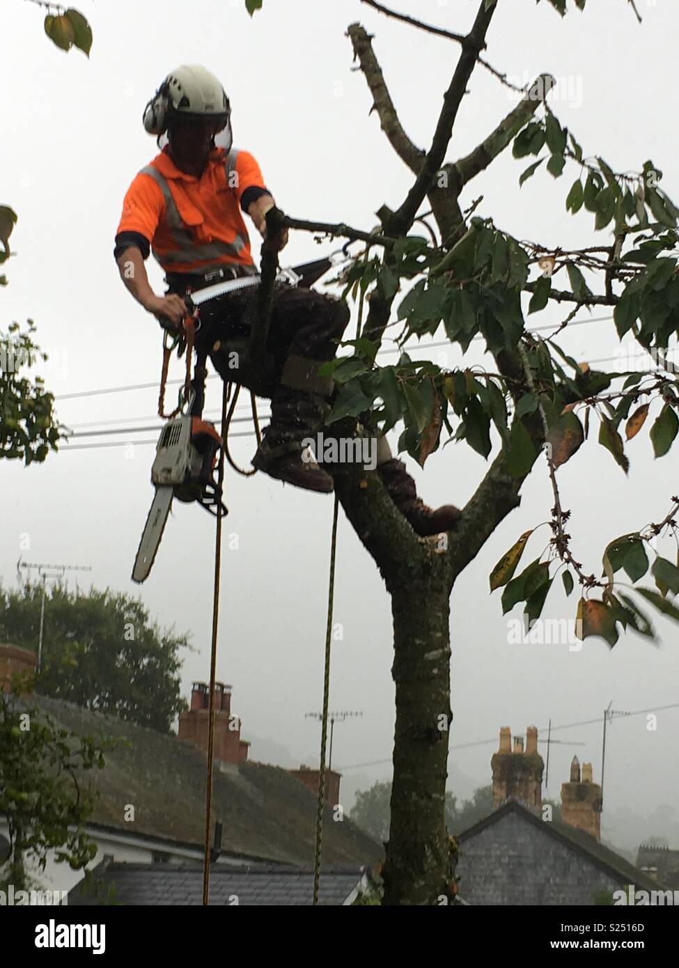 Tree surgeon cutting down a tree in a garden Stock Photo