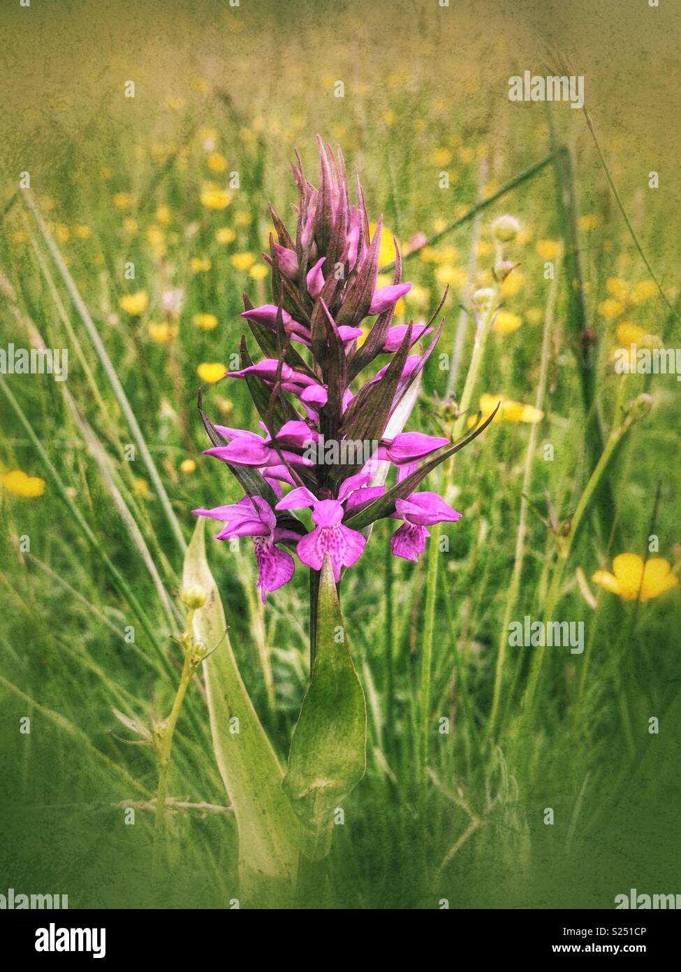 Southern Marsh Orchid Stock Photo