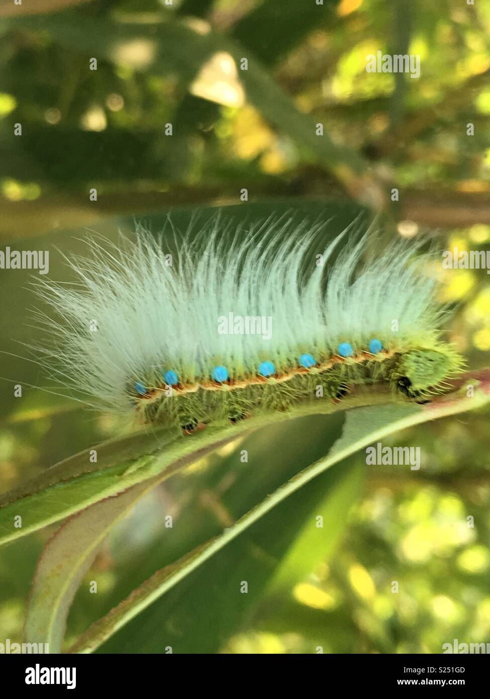 Bad hair day! Caligula simla caterpillar. Stock Photo