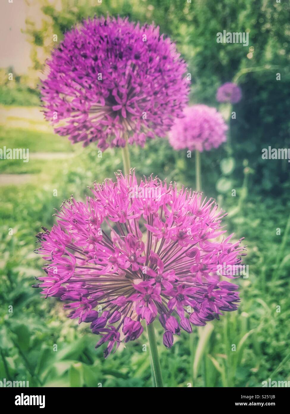 Alliums purple sensation garden hires stock photography and images Alamy
