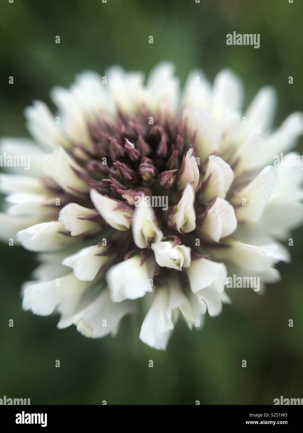 Close up of clover flower Stock Photo